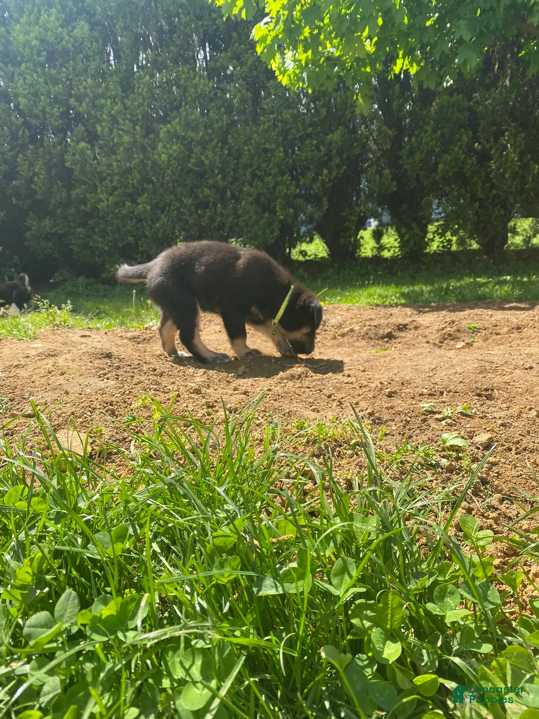 Goberian dogs for sale: Arrow - Ad 2