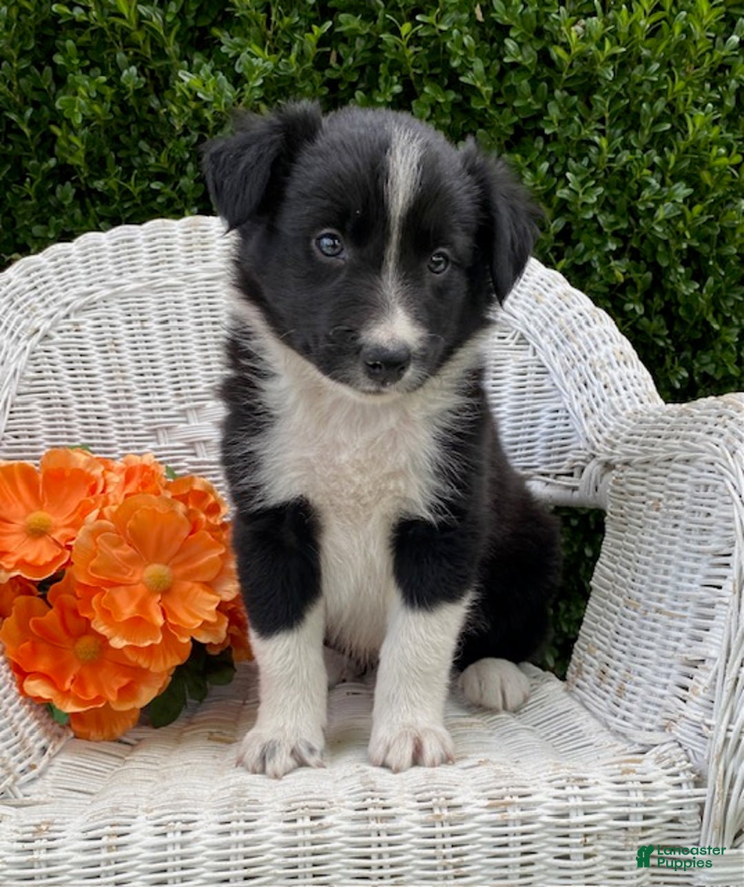 Schnauzer Mix Brittany Collie Border Collie Husky Cross Spaniel Border  Collie Husky Mix Puppies, image size:1080x1287
