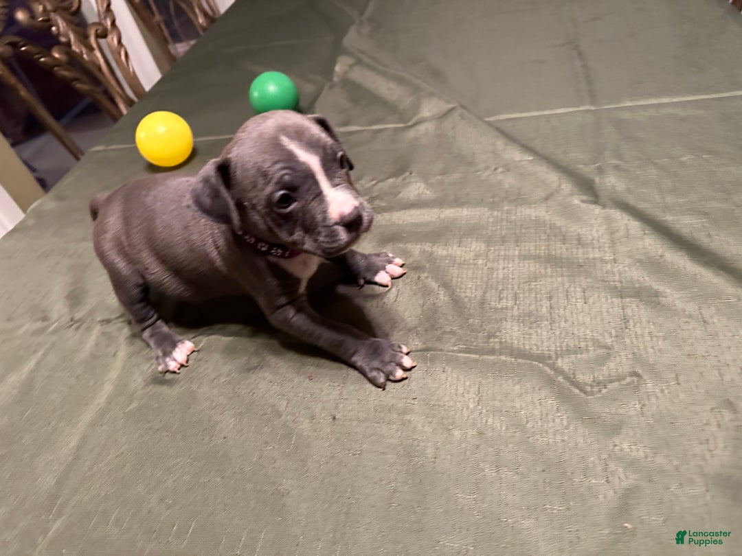 American Bully dogs for sale: Sadie (Purple) ABKC Blue - Ad 6