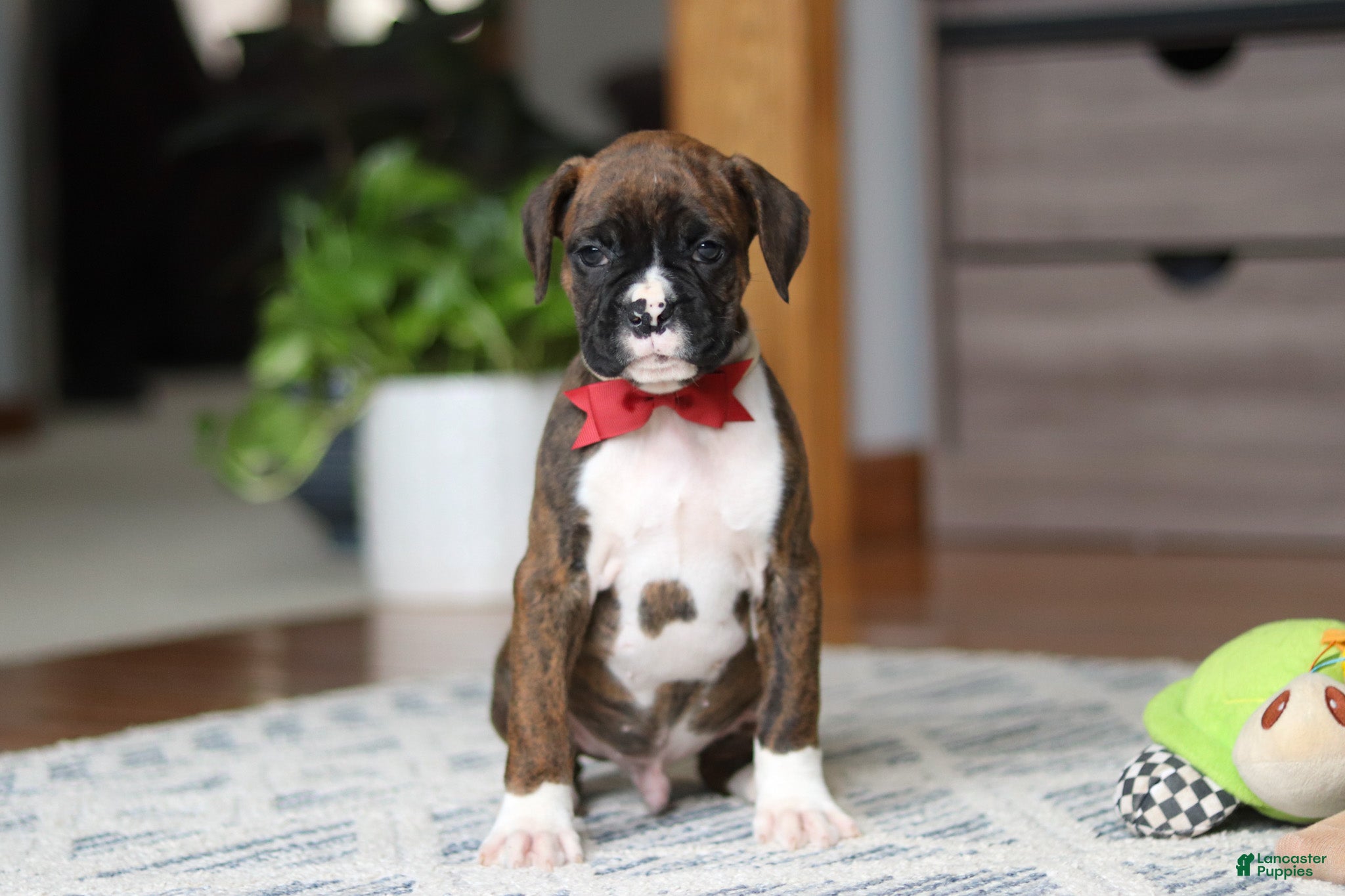 Boxer dogs Tyson - Ad 1