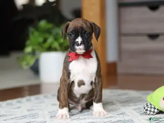 Boxer dogs for sale: Tyson - Ad 4