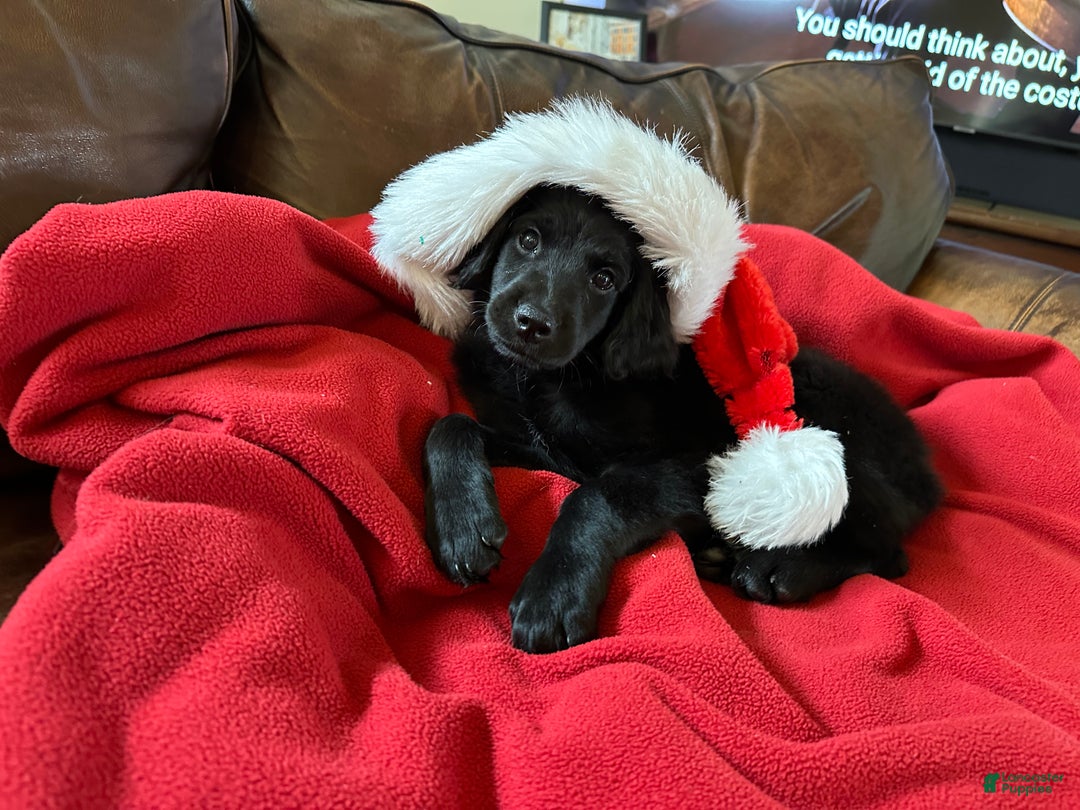 Goldendoodle dogs for sale: Yellow collar girl - Ad 2