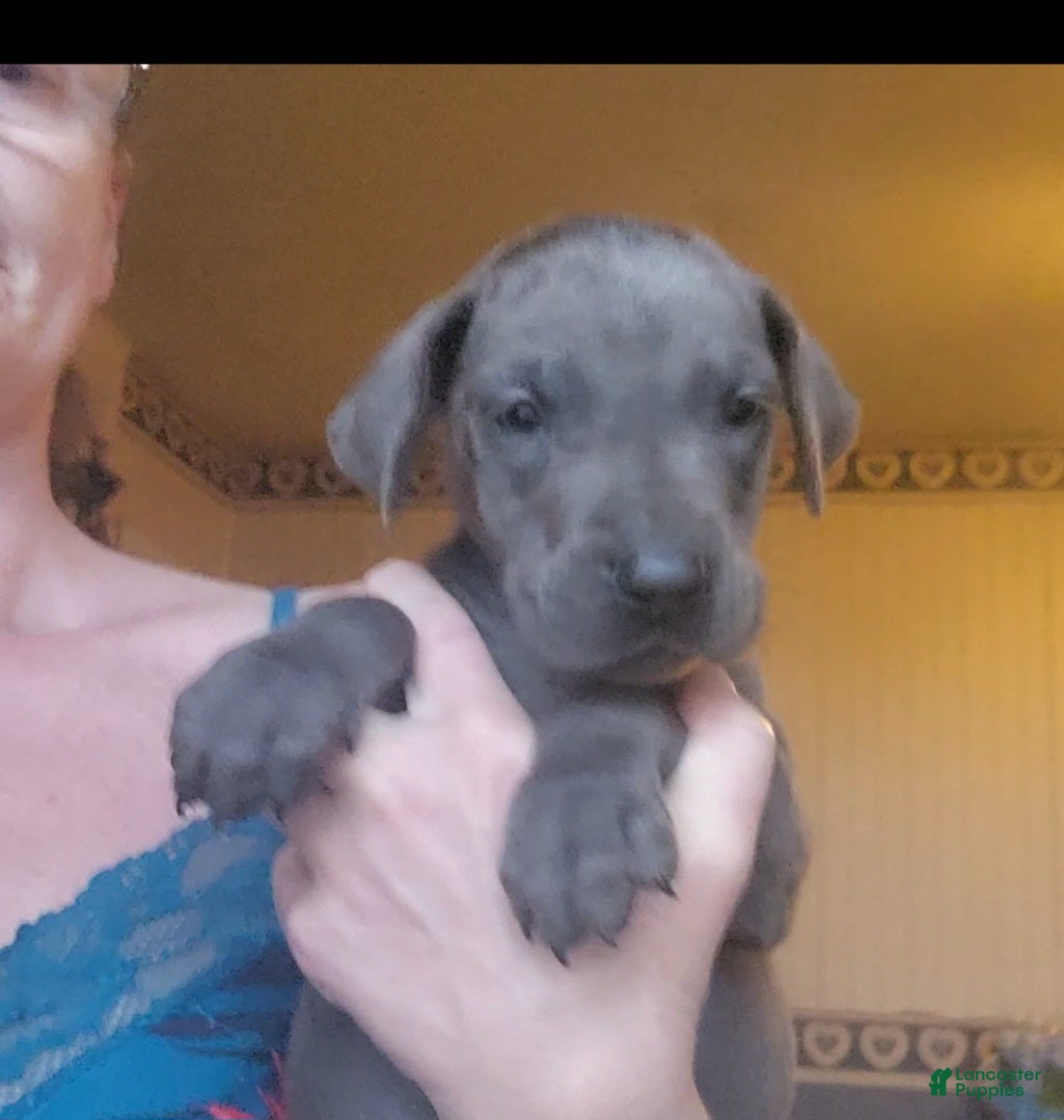 Great Dane dogs Great Dane Puppy 5 - Ad 1