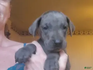 Great Dane dogs for sale: Great Dane Puppy 5 - Ad 1