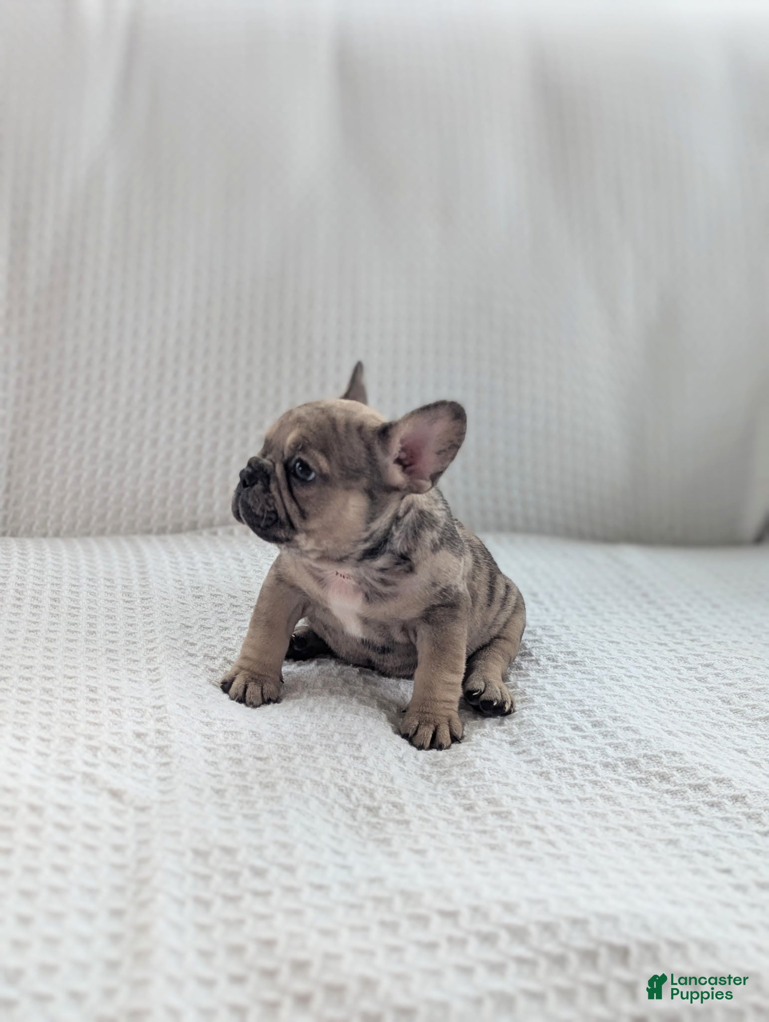 French Bulldog dogs Autumn  - Ad 2