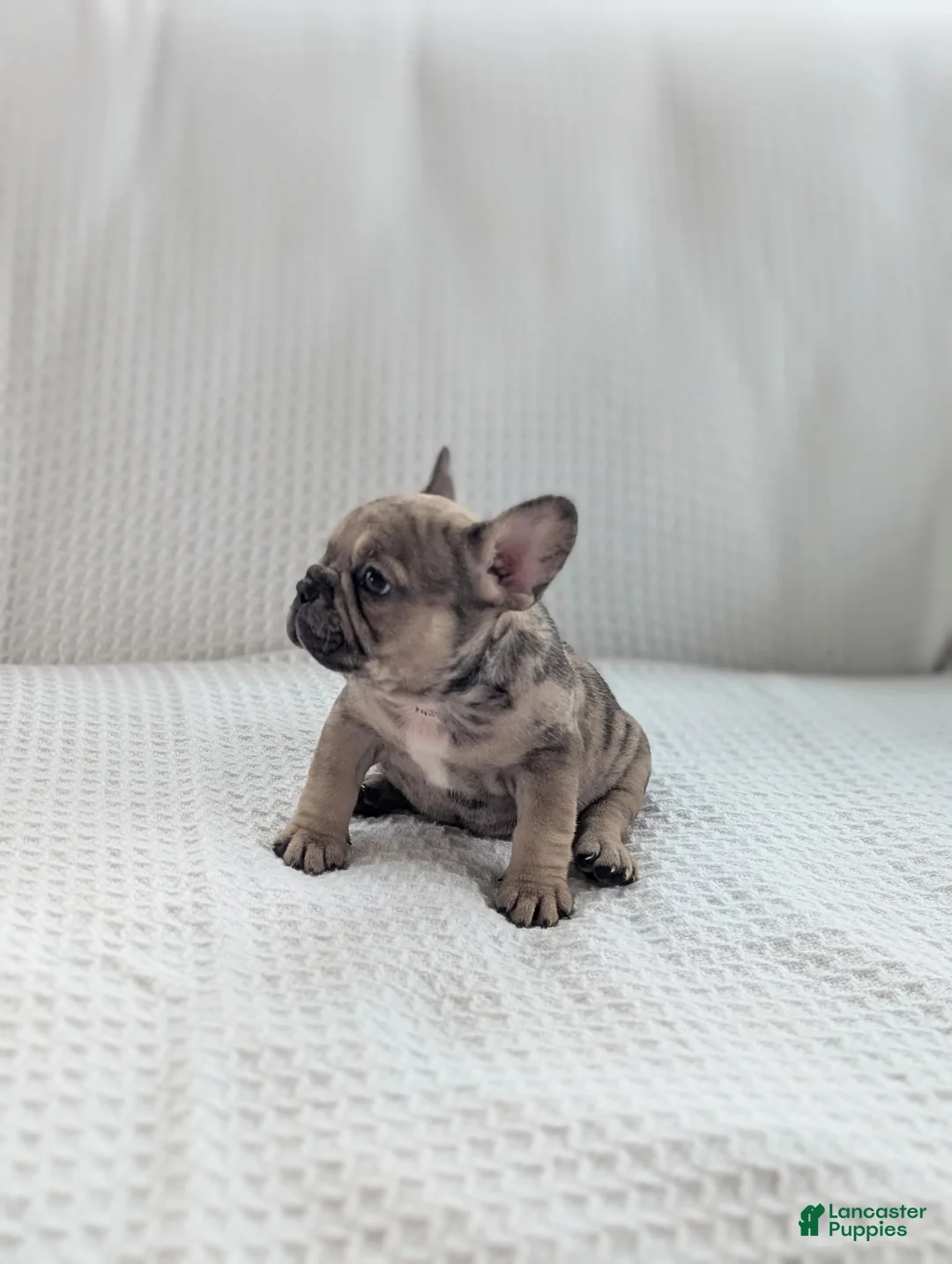 French Bulldog dogs for sale: Autumn  - Ad 2