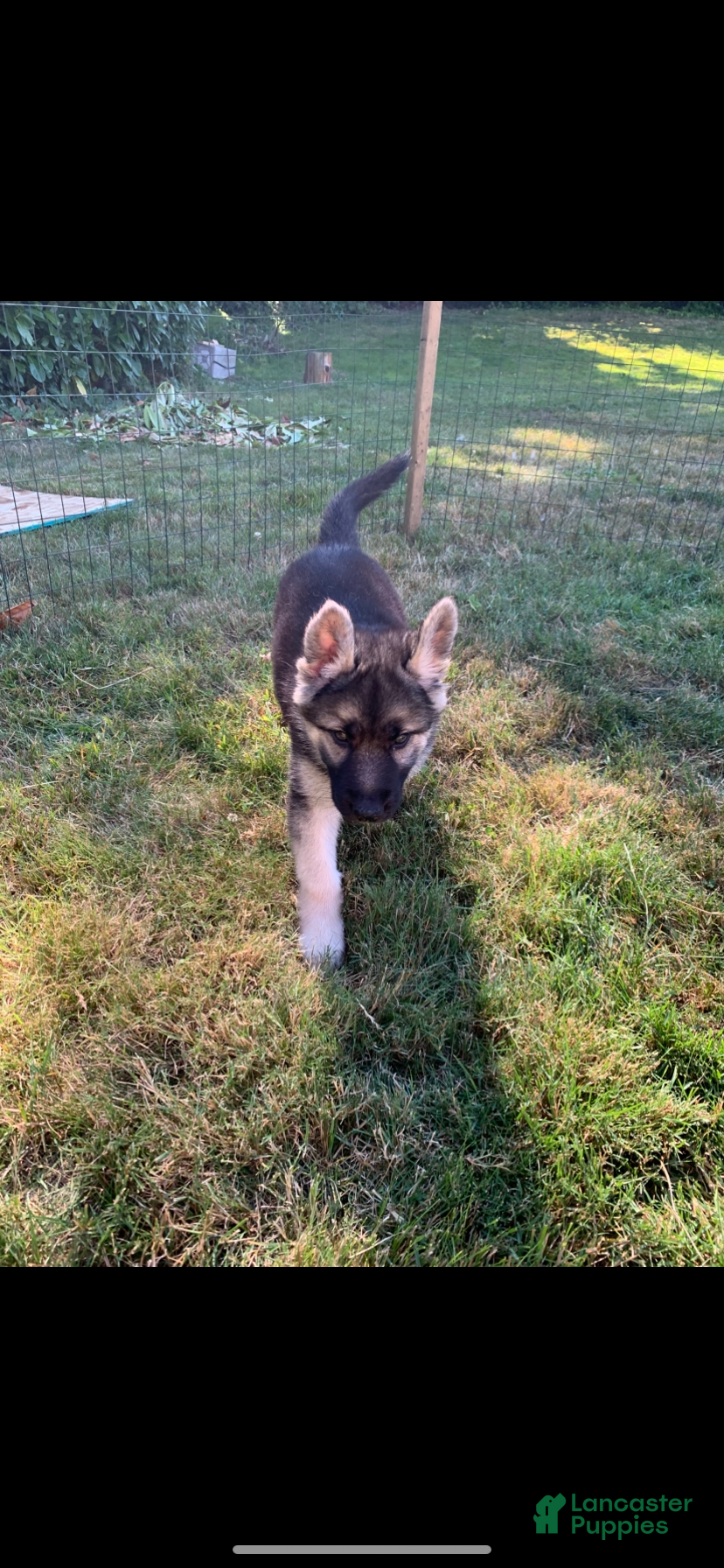 Gerberian Shepsky dogs Dottie - Ad 1