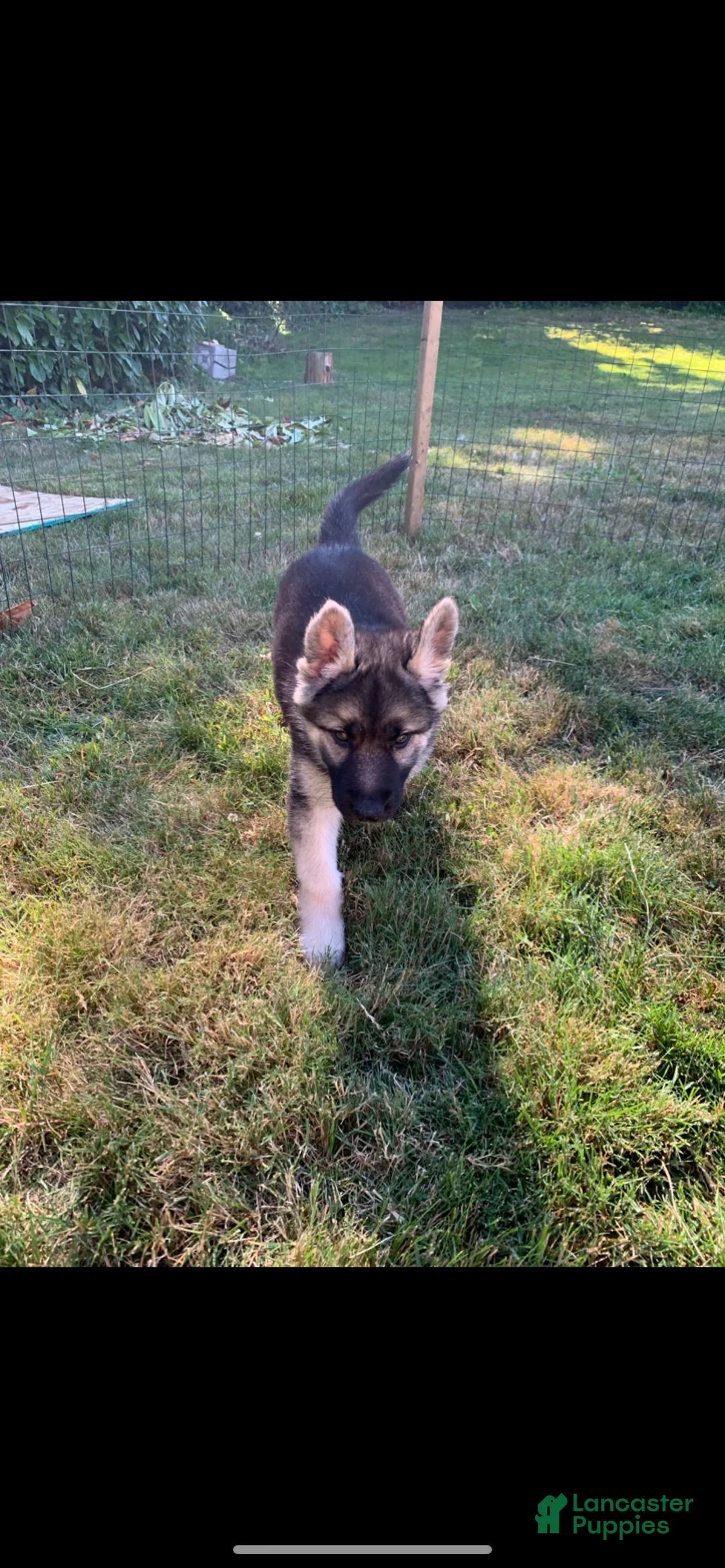 Gerberian Shepsky dogs for sale: Dottie - Ad 1