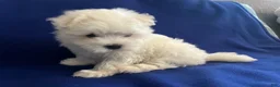 Maltese dogs for sale: Rocky - Ad 25