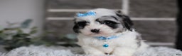 Maltipoo dogs for sale: Sapphire - Ad 15