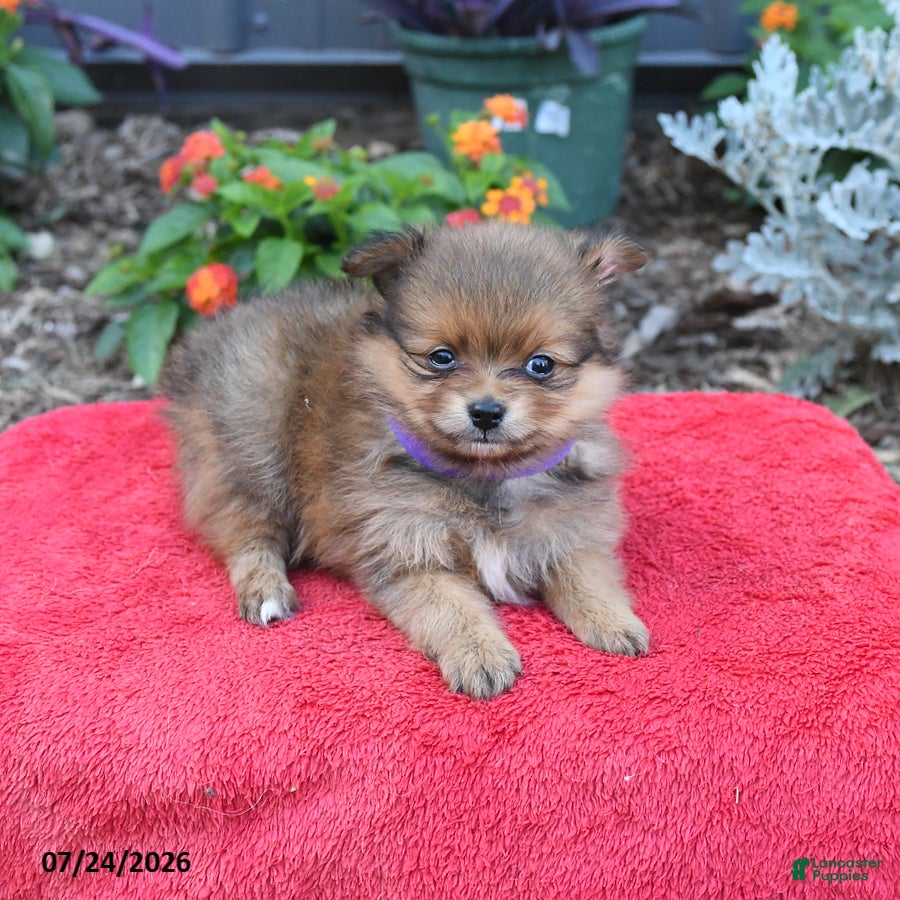 Pomeranian dogs Hazel - Ad 2