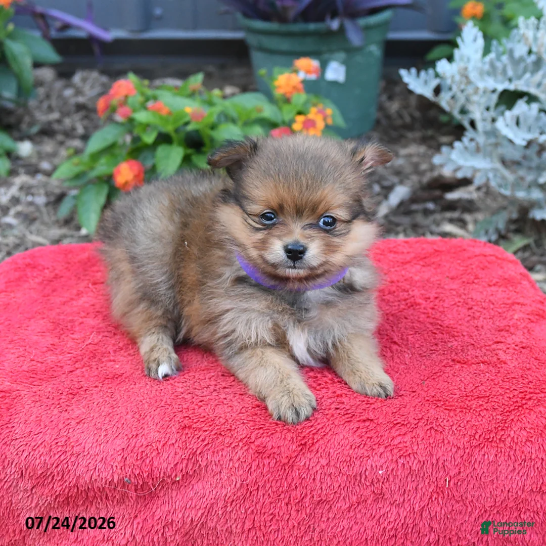 Pomeranian dogs for sale: Hazel - Ad 2