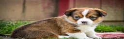Welsh Corgi Pembroke dogs for sale: Giselle - Ad 3