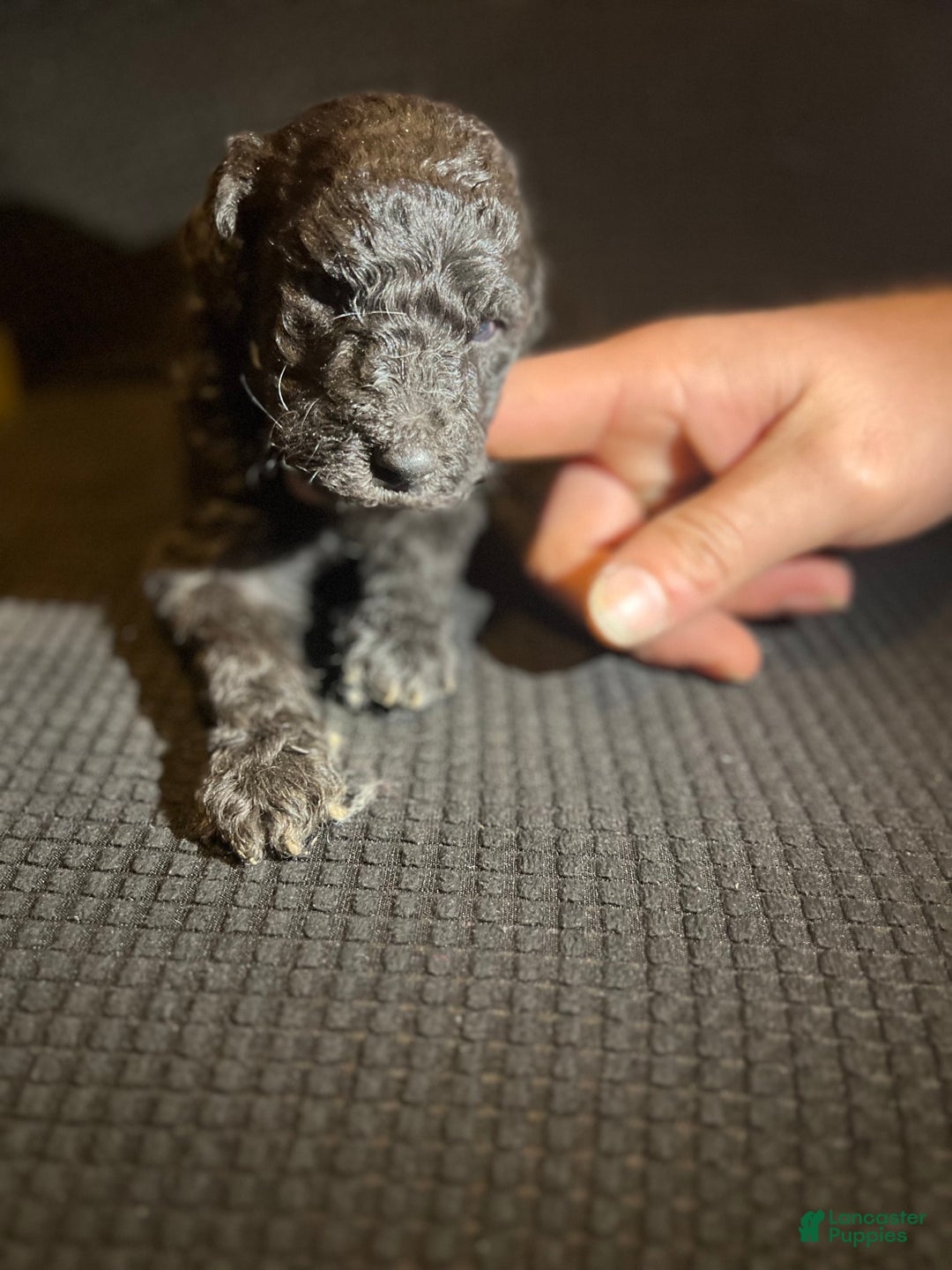 Standard Poodle dogs for sale: Standard Poodle Puppy 8 - Ad 14