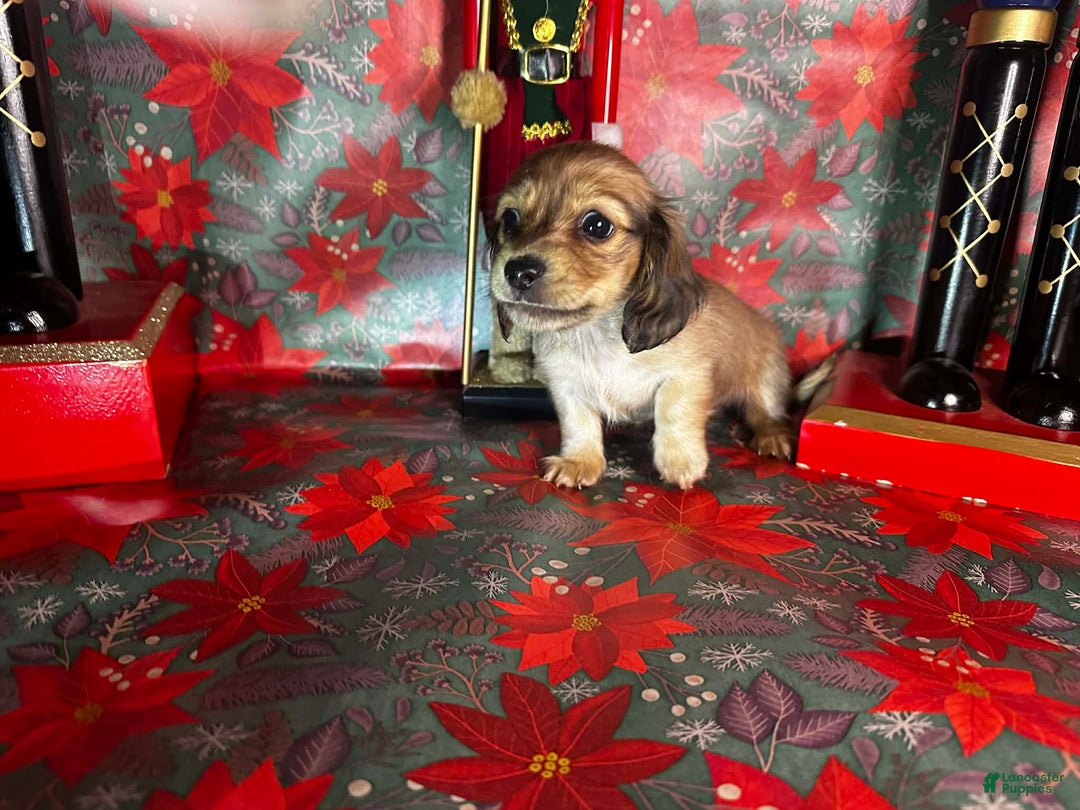 Dachshund dogs for sale: Bugs - Ad 3