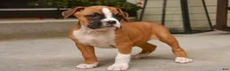 Boxer dogs for sale: Zoey - Ad 3
