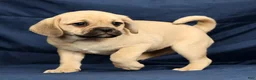 Puggle dogs for sale: Carla - Ad 6