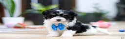 Havanese dogs for sale: Bubbles - Ad 2