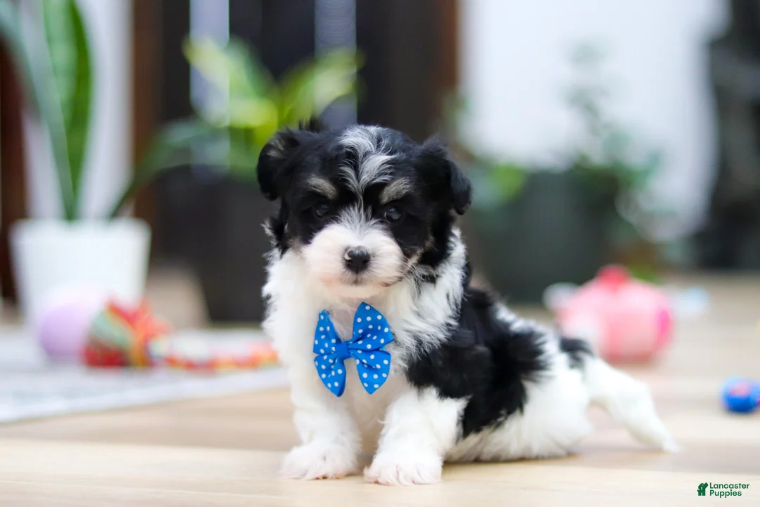 Havanese dogs for sale: Bubbles - Ad 2