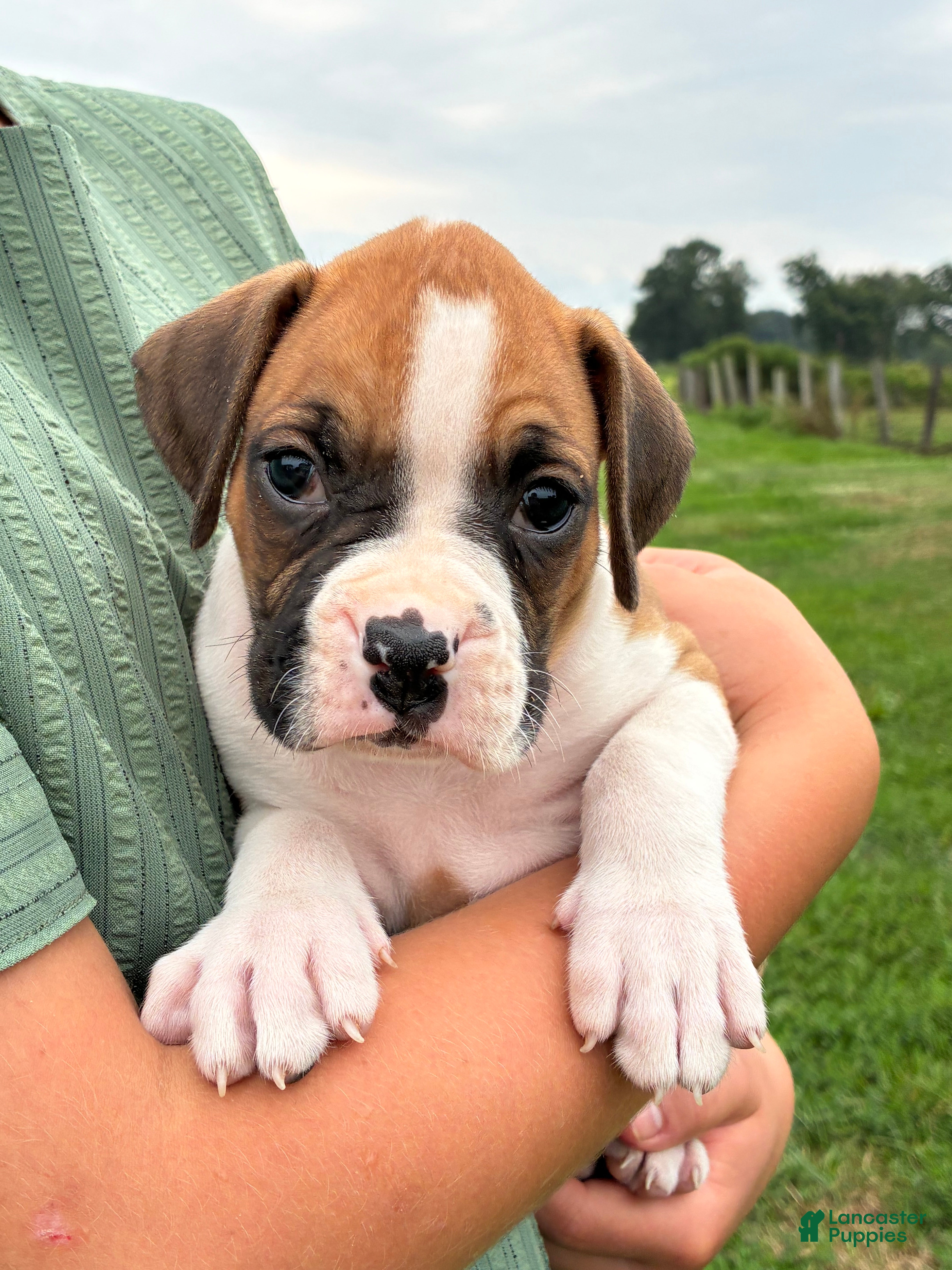 Boxer dogs Connie - Ad 1