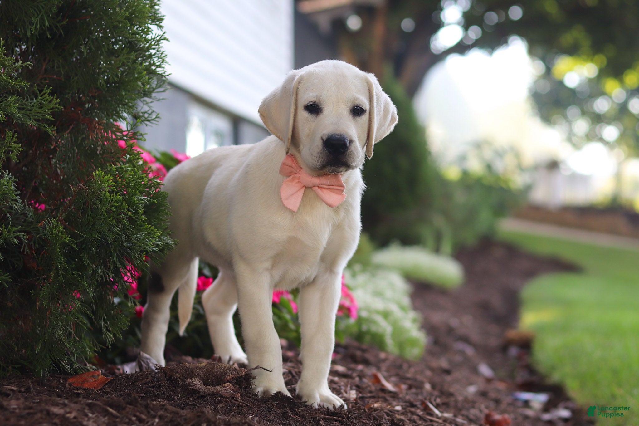 Labrador Retriever dogs Barbie - Ad 1