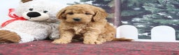 Mini Goldendoodle dogs for sale: Lindsey - Ad 3
