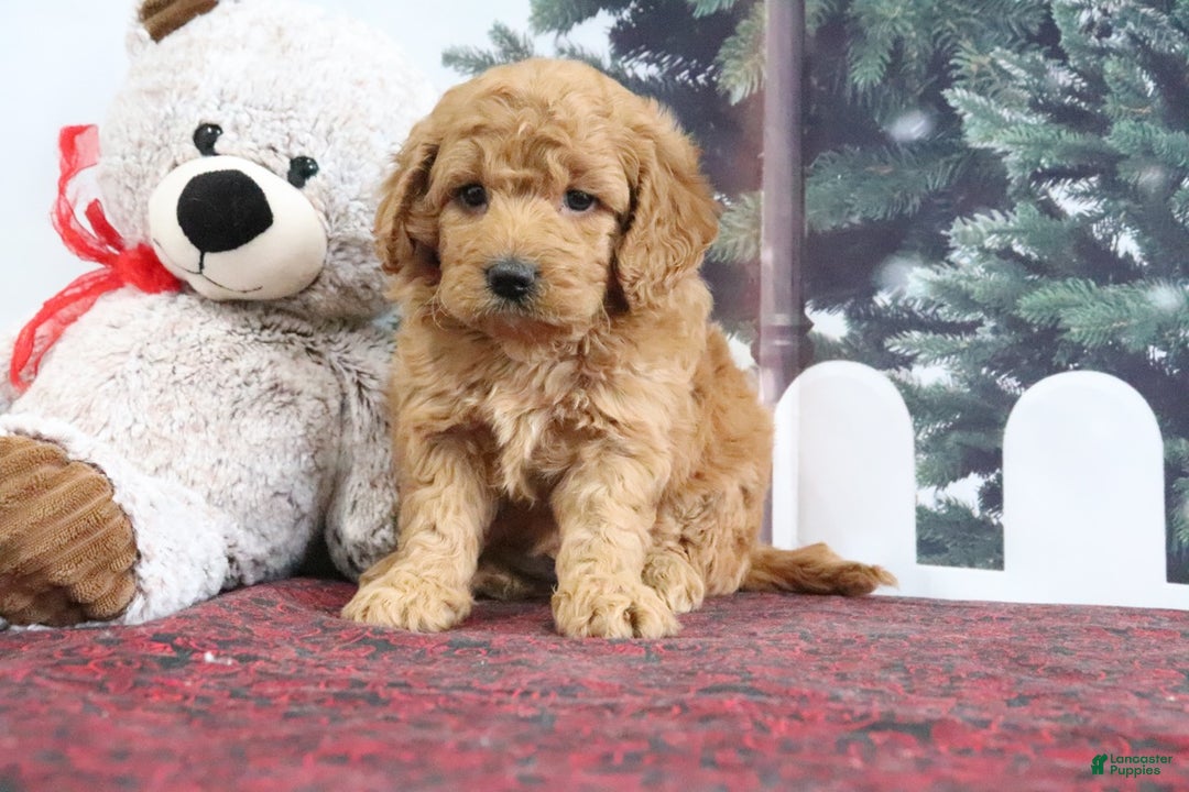 Mini Goldendoodle dogs for sale: Lindsey - Ad 3