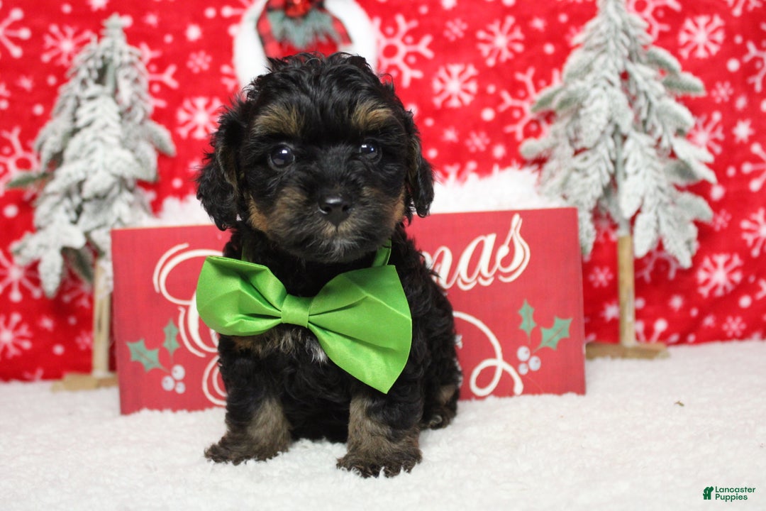 Yorkiepoo dogs for sale: Harvest  - Ad 9