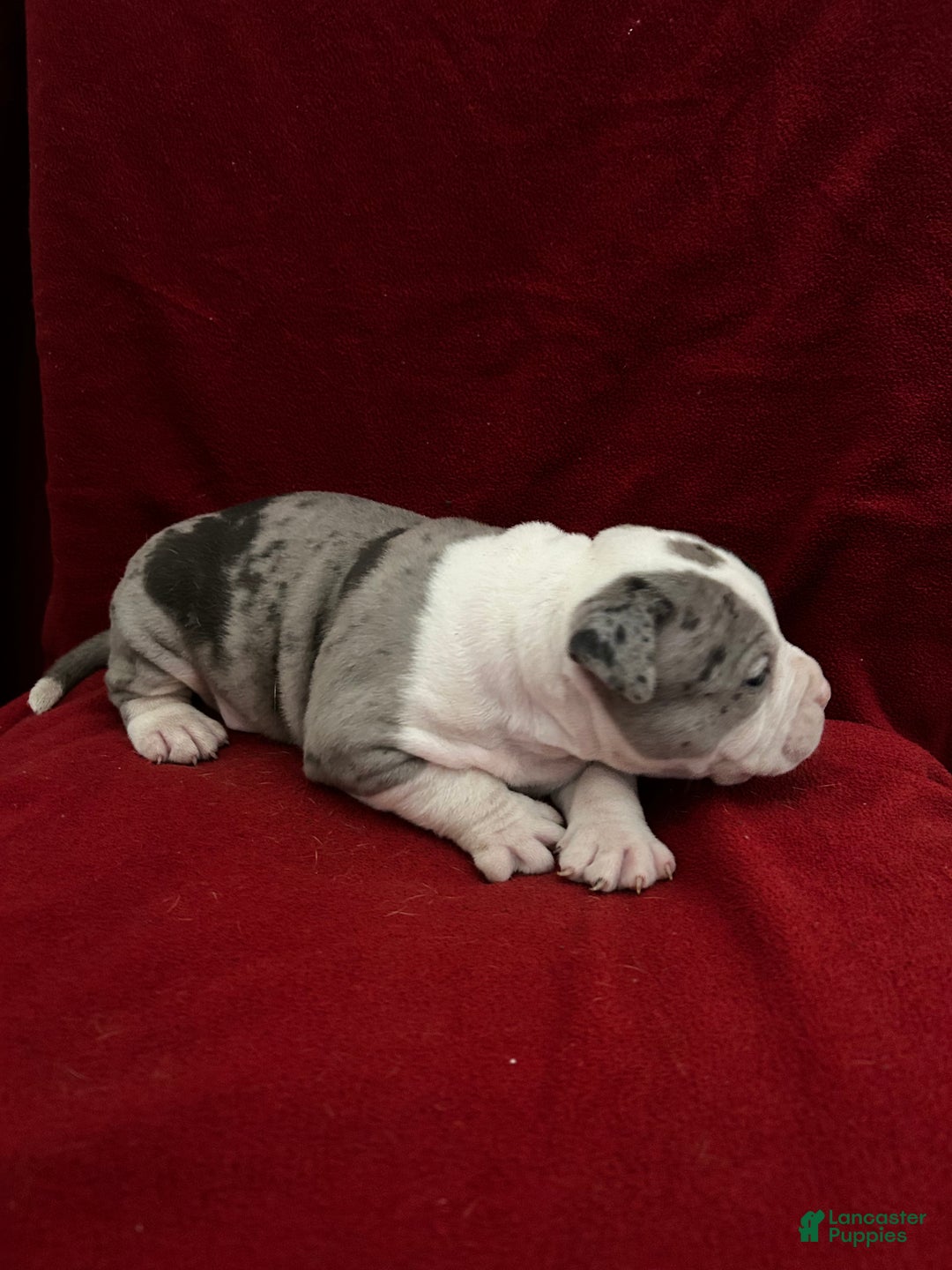 American Bully dogs for sale: American Bully Puppy 2 - Ad 3