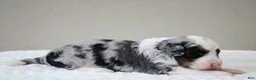 Mini Bernedoodle dogs for sale: Scottie  - Ad 6