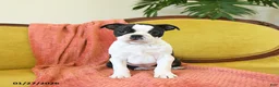 Boston Terrier dogs for sale: Dasher - Ad 15
