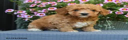 Miniature Poodle dogs for sale: Cinnamon - Ad 5