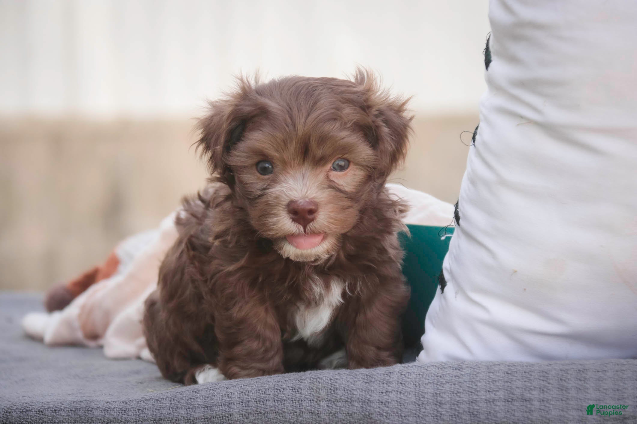 Havanese dogs Gatsby Havanese  - Ad 2
