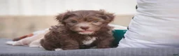 Havanese dogs for sale: Gatsby Havanese  - Ad 12