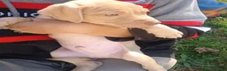 Mixed Breed dogs for sale: Rednose Male - Ad 3