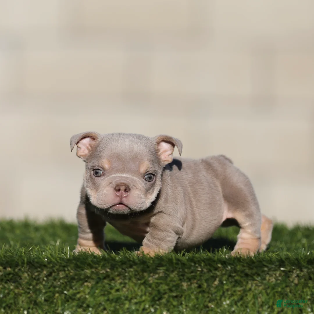 English Bulldog dogs for sale: English Bulldog 2 - Ad 2