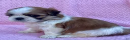 Shih Tzu dogs for sale: Brenda  - Ad 3