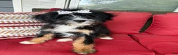 Mini Bernedoodle dogs for sale: Mini Bernedoodle 2 - Ad 2