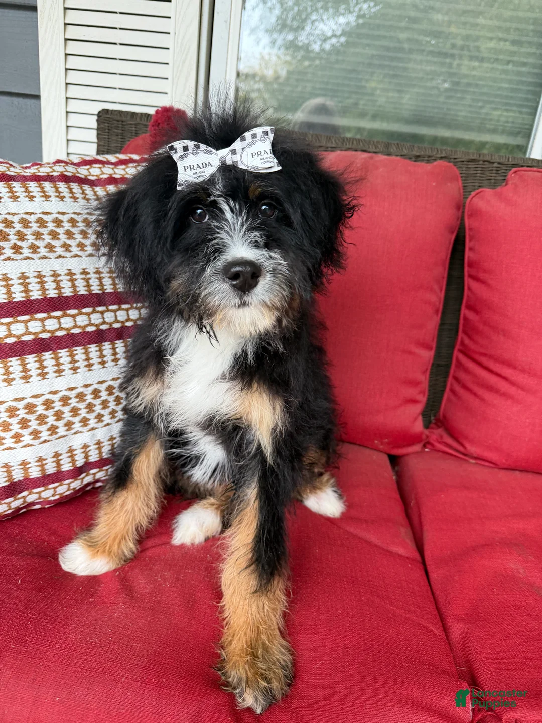 Mini Bernedoodle dogs for sale: Mini Bernedoodle 2 - Ad 2