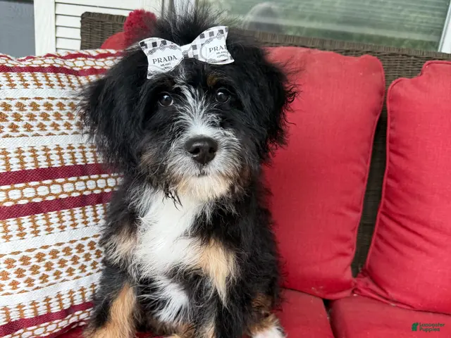 Mini Bernedoodle dogs for sale: Mini Bernedoodle 2 - Ad 2
