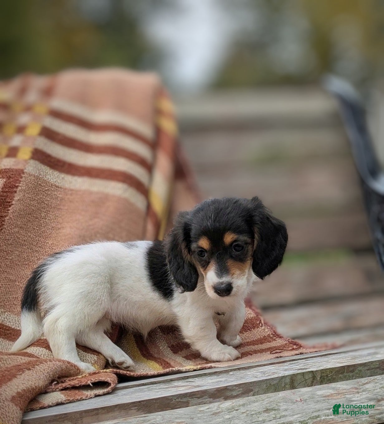 Miniature Dachshund dogs Ember - Ad 2