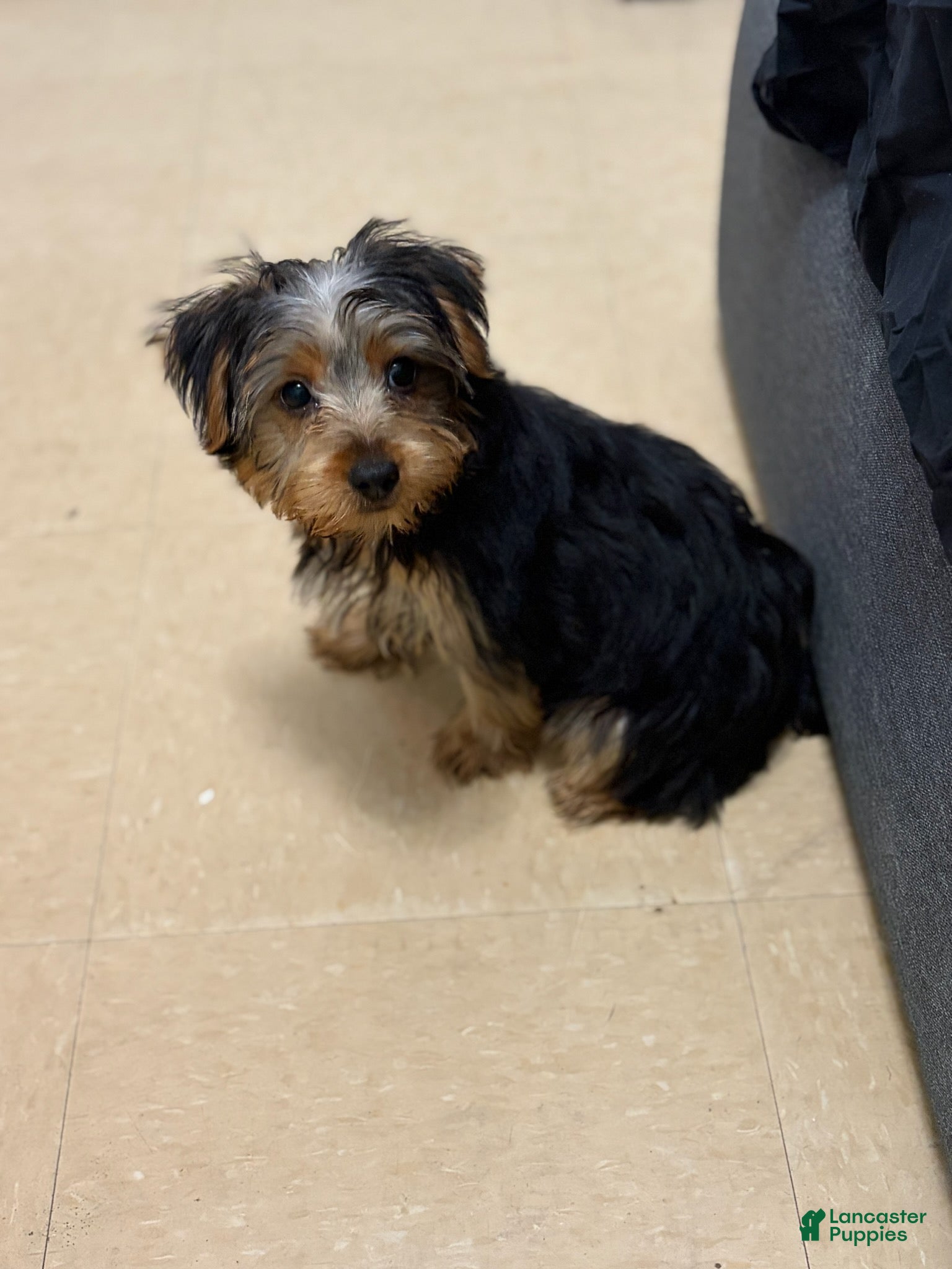 Yorkshire Terrier dogs Jayden - Ad 1