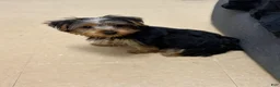 Yorkshire Terrier dogs for sale: Jayden - Ad 1