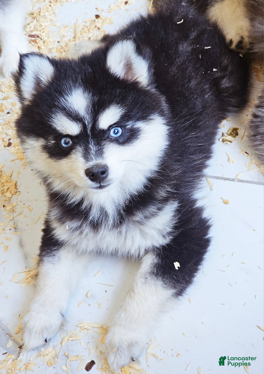 Pomsky dogs for sale: Jex - Ad 3