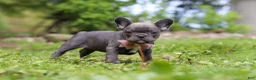 French Bulldog dogs for sale: Darla - Ad 5