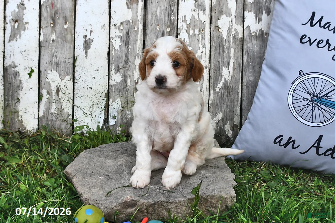 Goldendoodle dogs for sale: Lass   - Ad 1