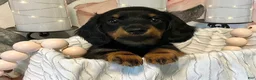 Miniature Dachshund dogs for sale: Jazzy - Tiny - Ad 4