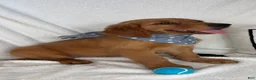 Golden Retriever dogs for sale: Grover - Ad 6