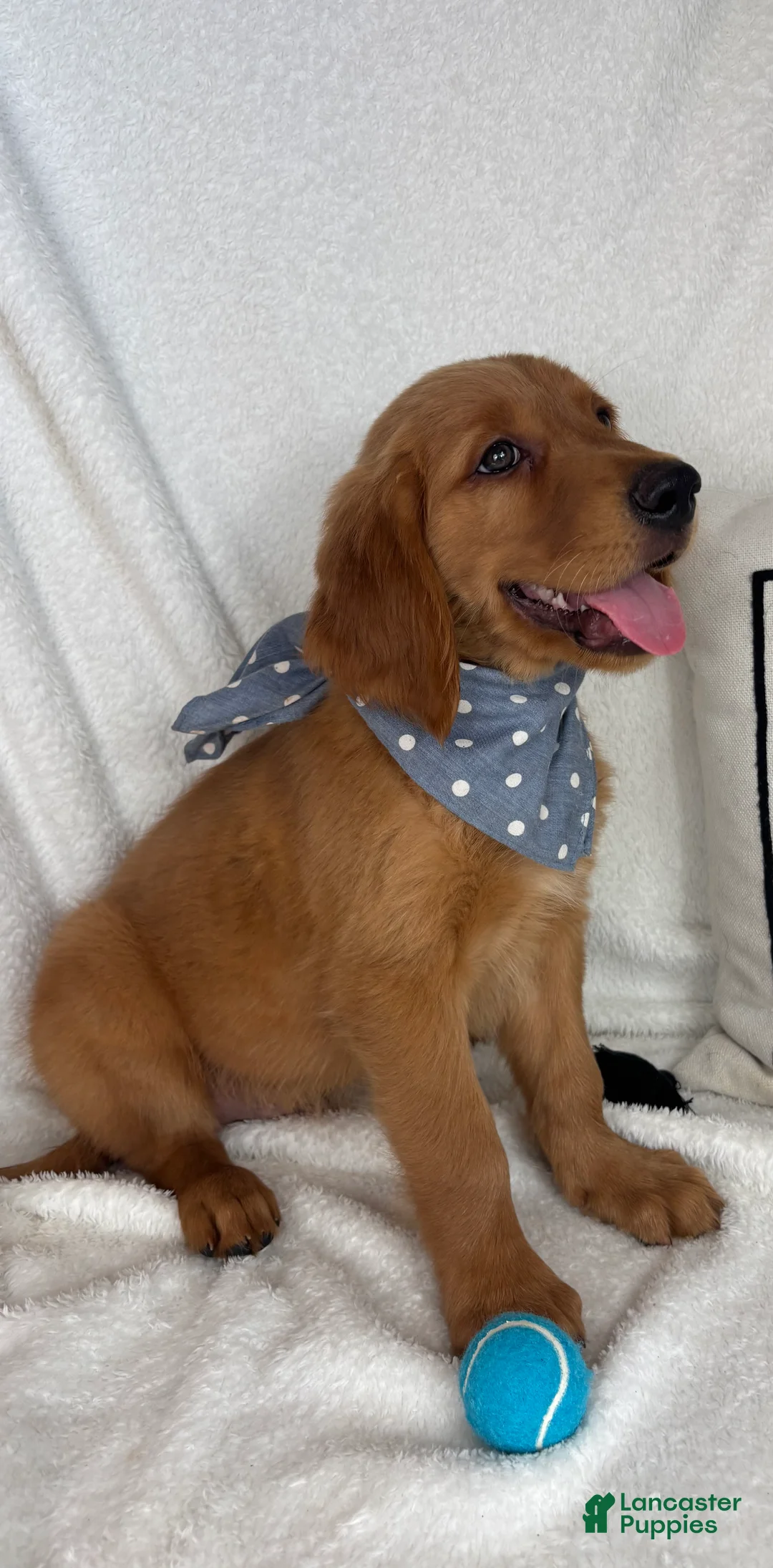 Golden Retriever dogs for sale: Grover - Ad 6