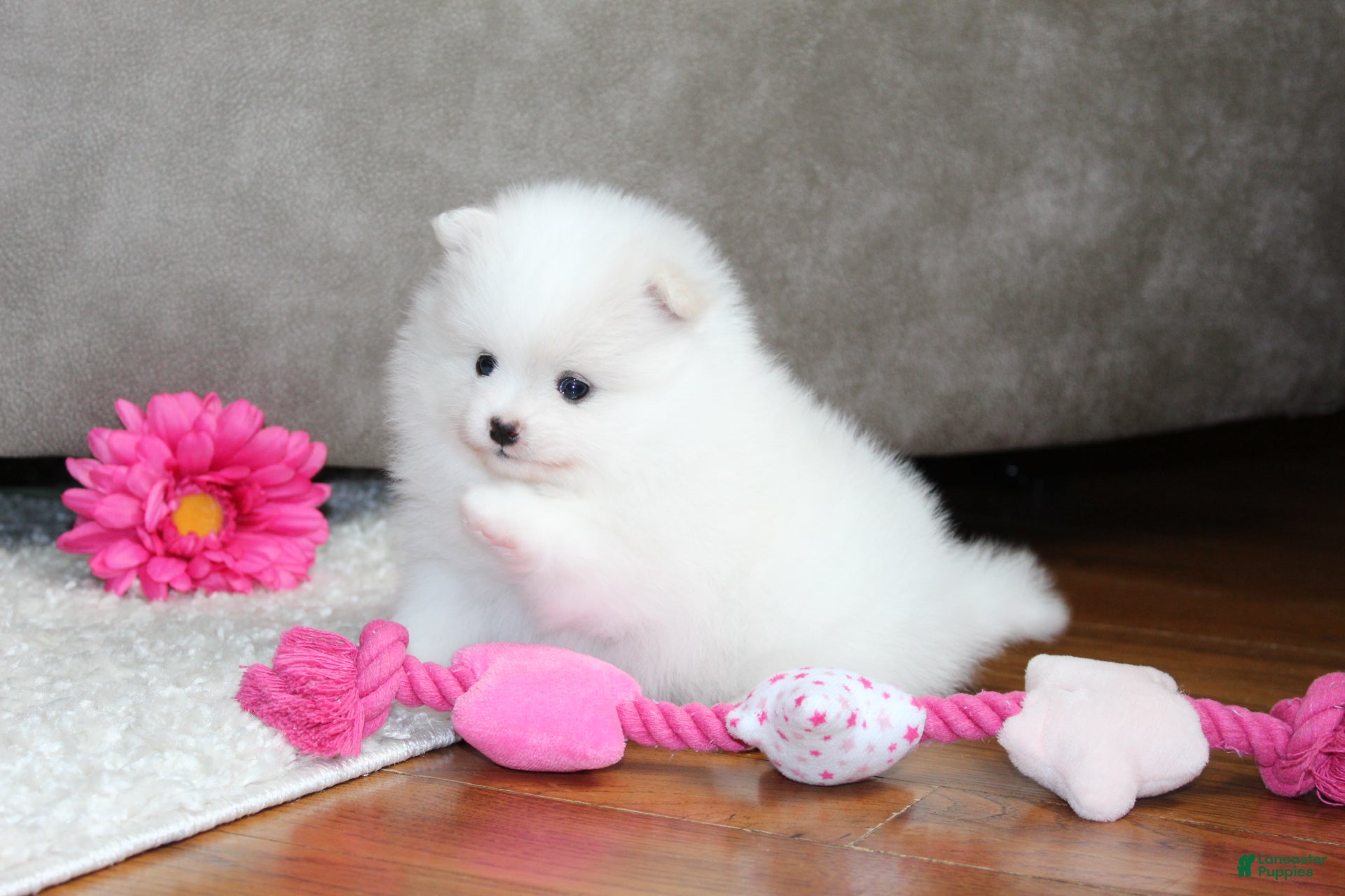 Pomeranian dogs Emmy - Ad 2